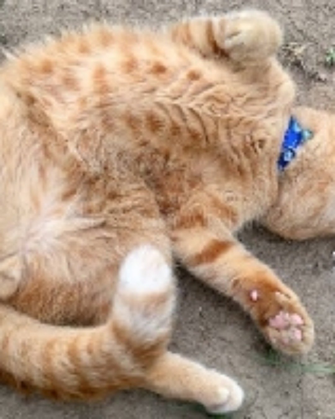 Shelter cats. Cat, Kitten, Dog