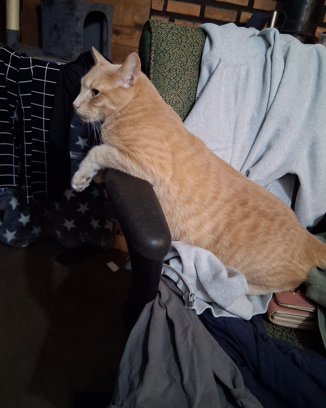 Mr. Orange. Couch, Furniture, Chair, Cat, Cushion, Home Decor