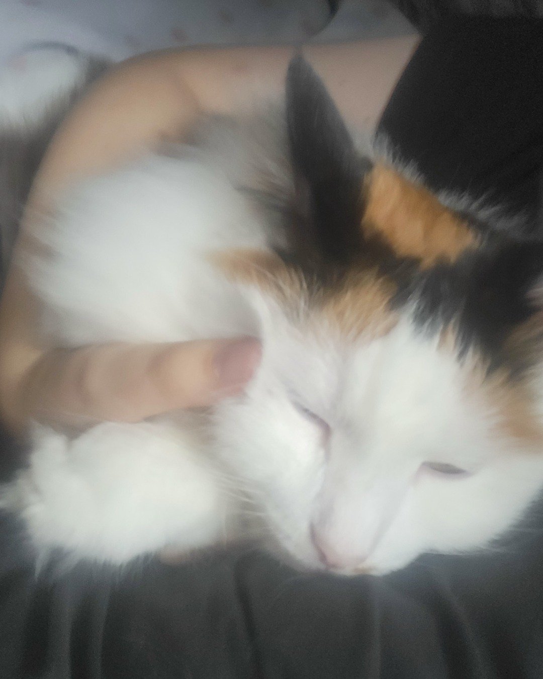 daisy. Person, Sleeping, Cat, Kitten