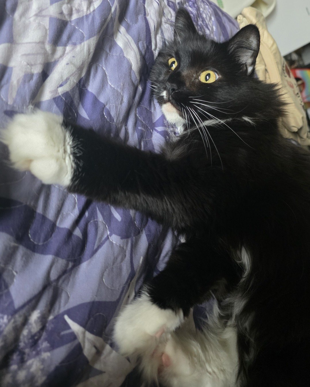 Jingyi the Tuxedo. Cat, Kitten, Quilt, Blanket, Furniture