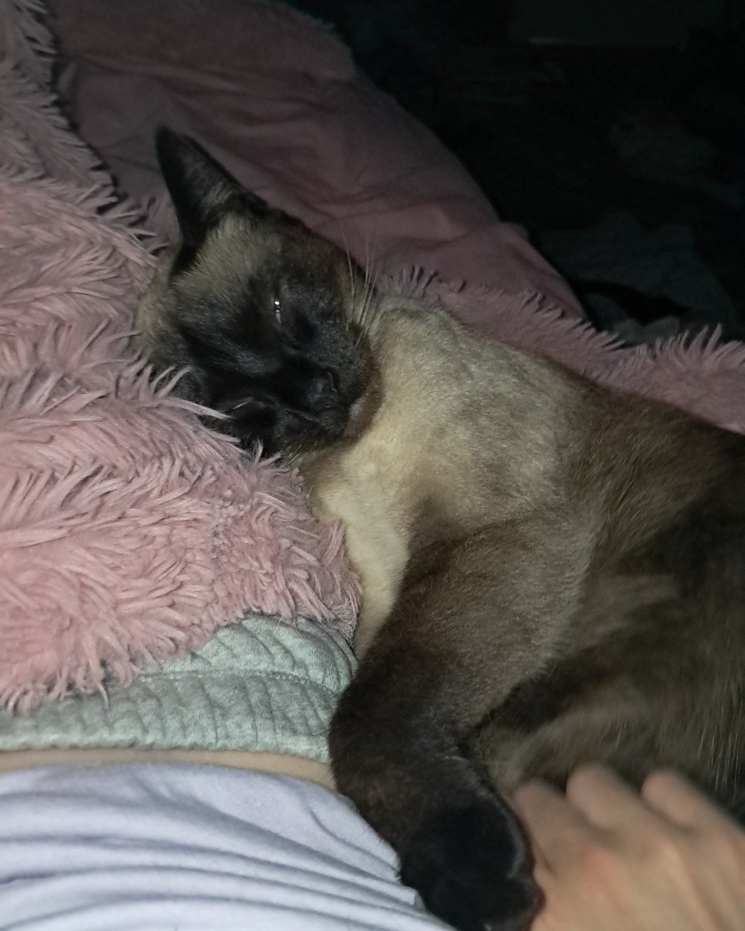Luna🌙💫 (twin of Stella) the Siamese. Cat, Siamese