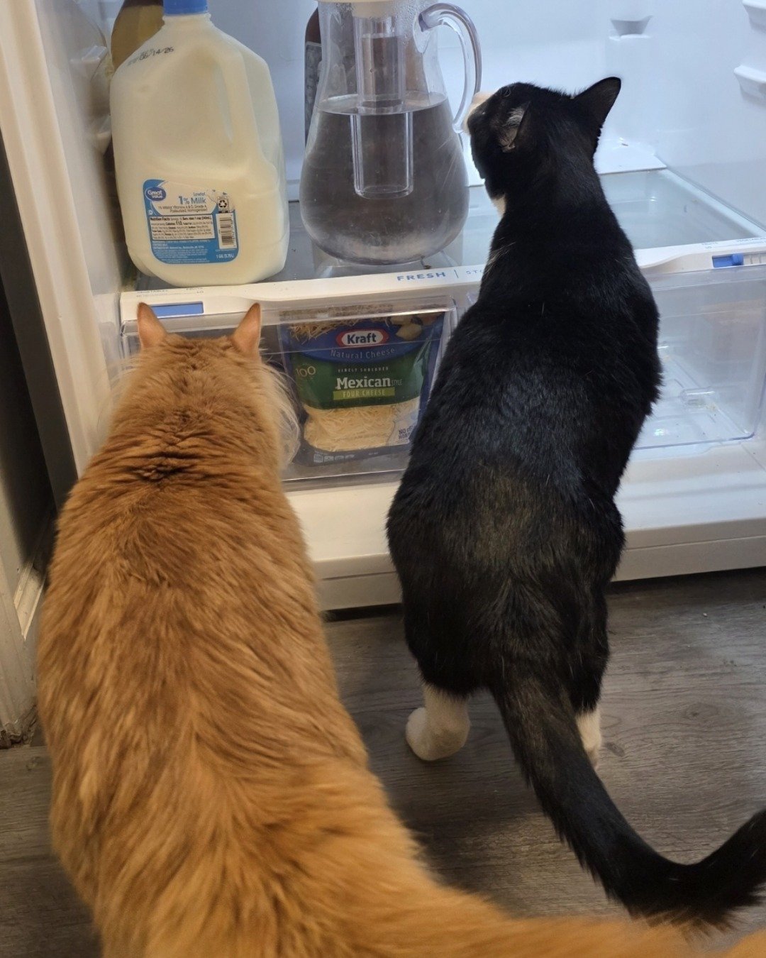 Jean-Luc the Orange Domestic Longhair. Cat, Device, Appliance, Electrical Device