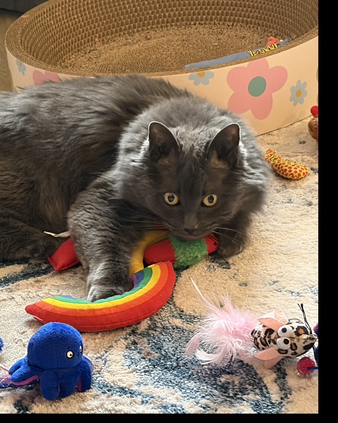 Sophie the Domestic Longhair — Toy, Cat, Manx, Kitten