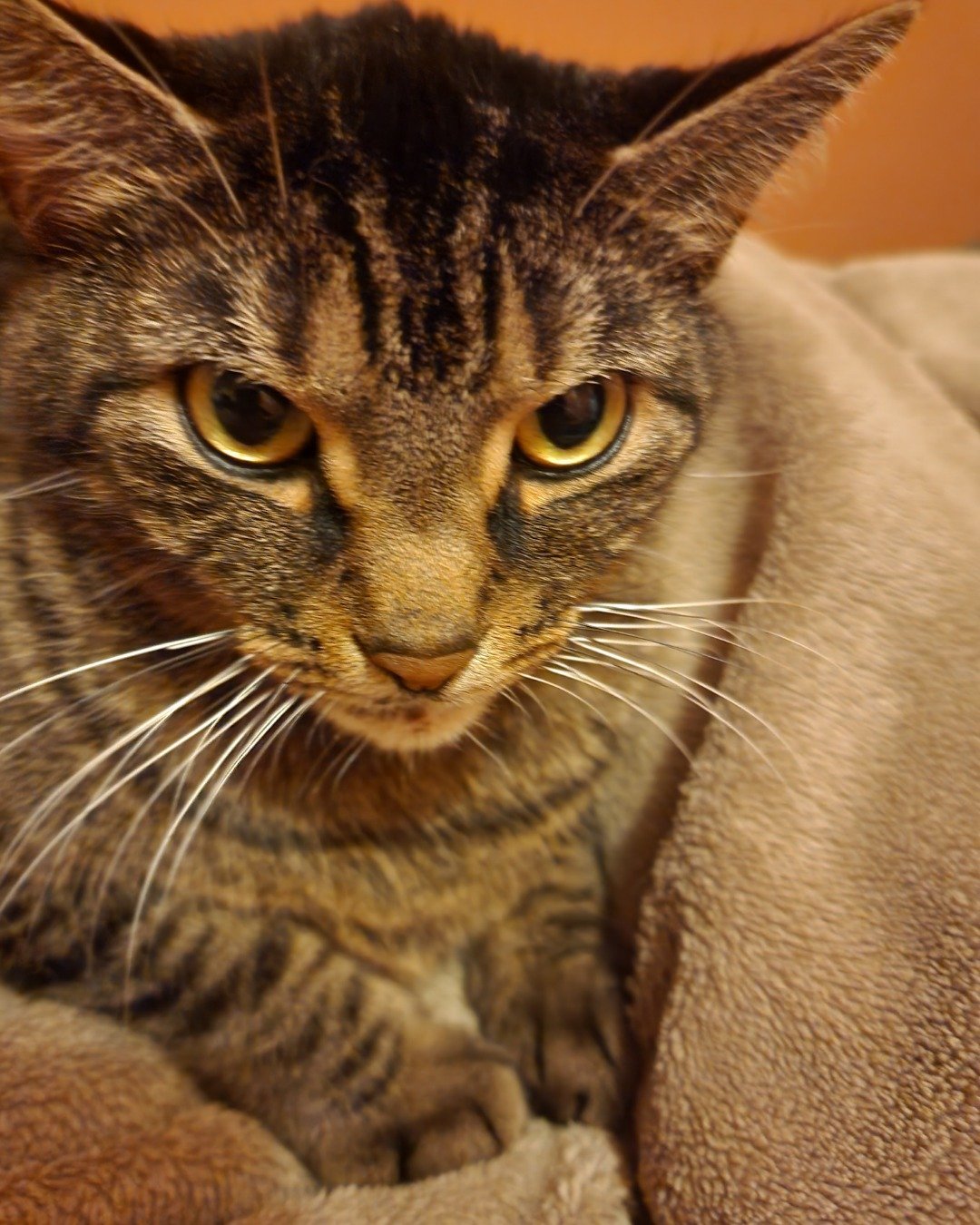 Rick. Abyssinian, Cat