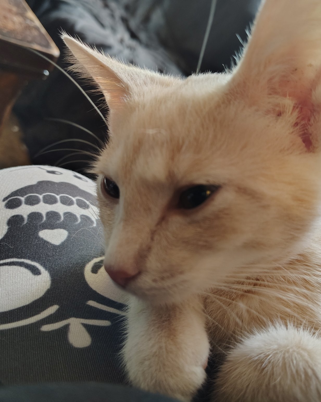 Aphrodite the orange kitty. Cat, Kitten, Abyssinian