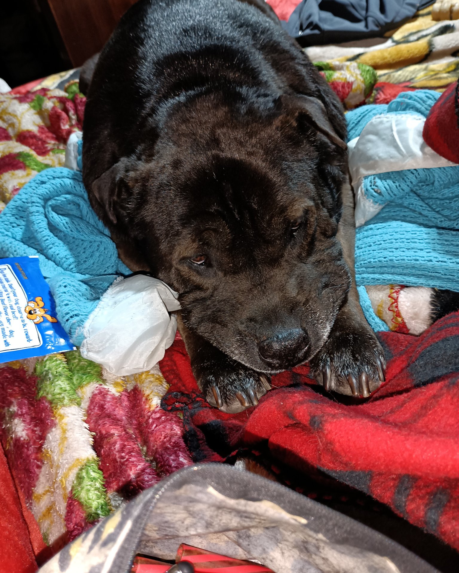 Purty Panda the shar pei  pitbull mix. Blanket, Dog, Puppy, Quilt, Couch, Furniture