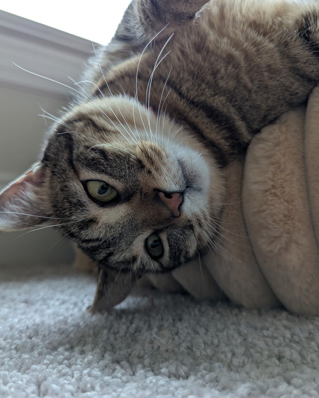 Cheddar Biscuit the Brown Tabby Shorthair. Cat, Kitten, Manx