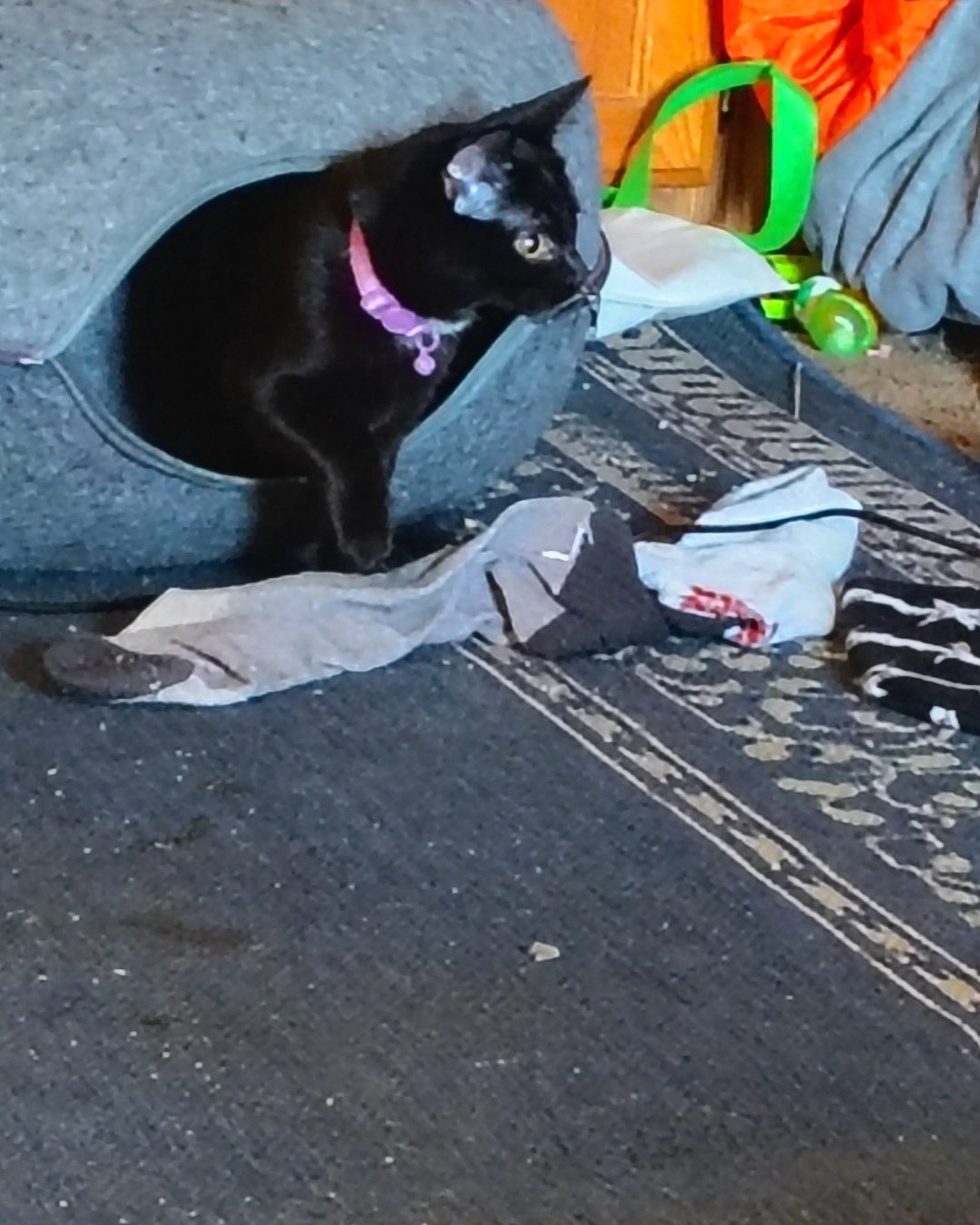 Wednesday the black cat. Cat