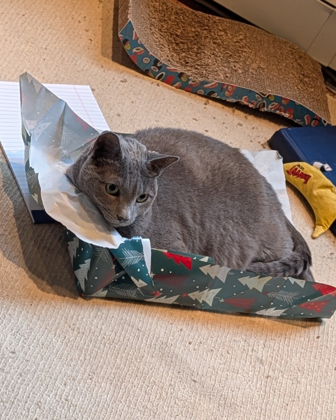 Theseus the Grey. Cat, Dog, Dog Bed