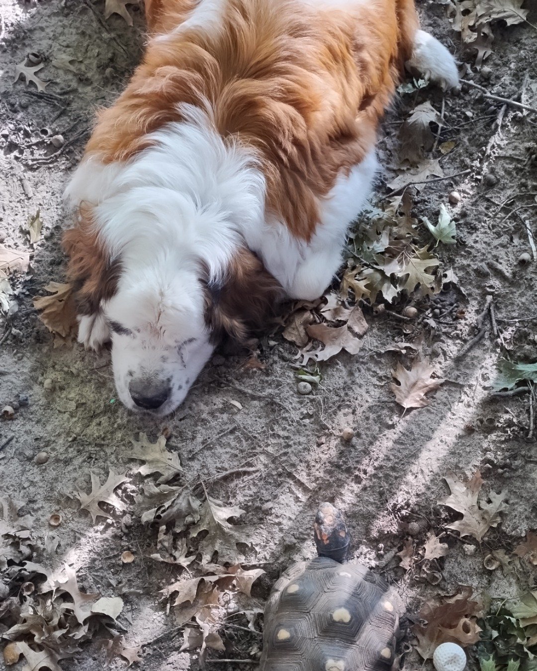 Winter the St. Bernard. Soil, Dog, Puppy, Leaf, Plant, Reptile