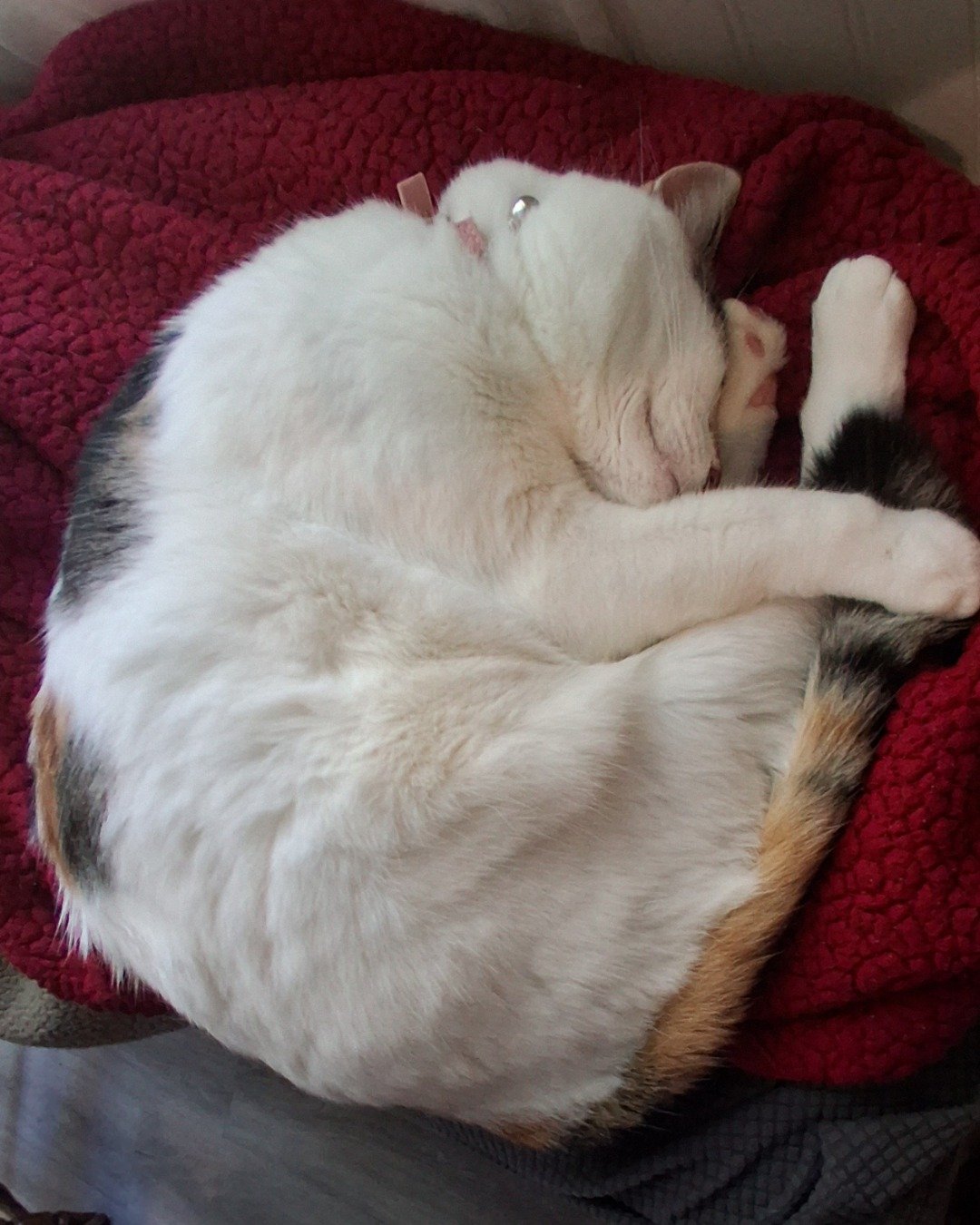 Callie the Calico maincoon. Person, Sleeping, Couch, Furniture, Cat, Blanket