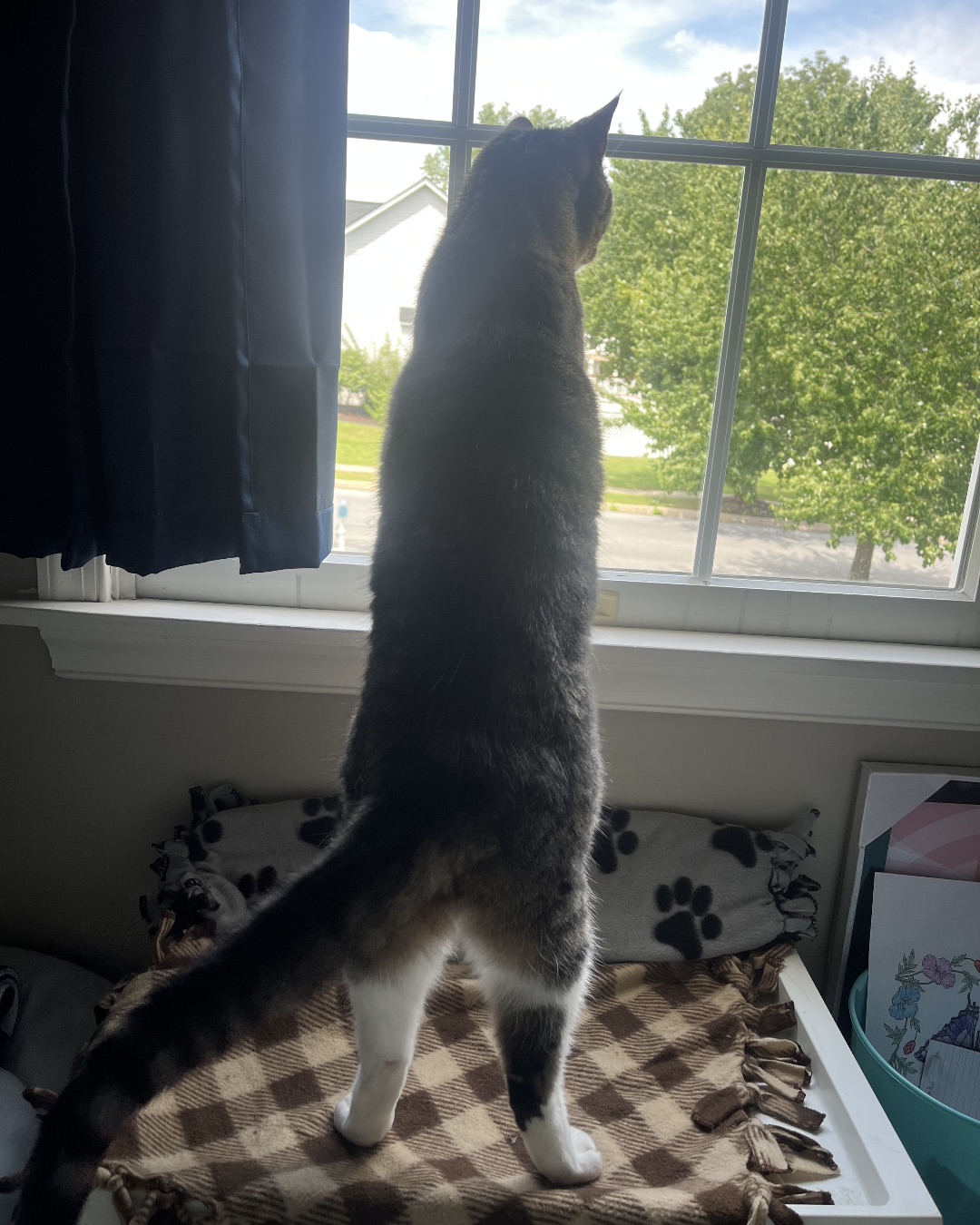 Sam. Home Decor, Plant, Potted Plant, Cat, Window, Manx