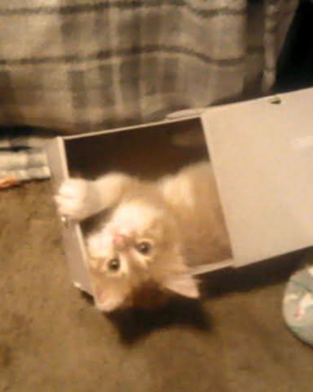 Lucky. Cat, Kitten, Dog, Box