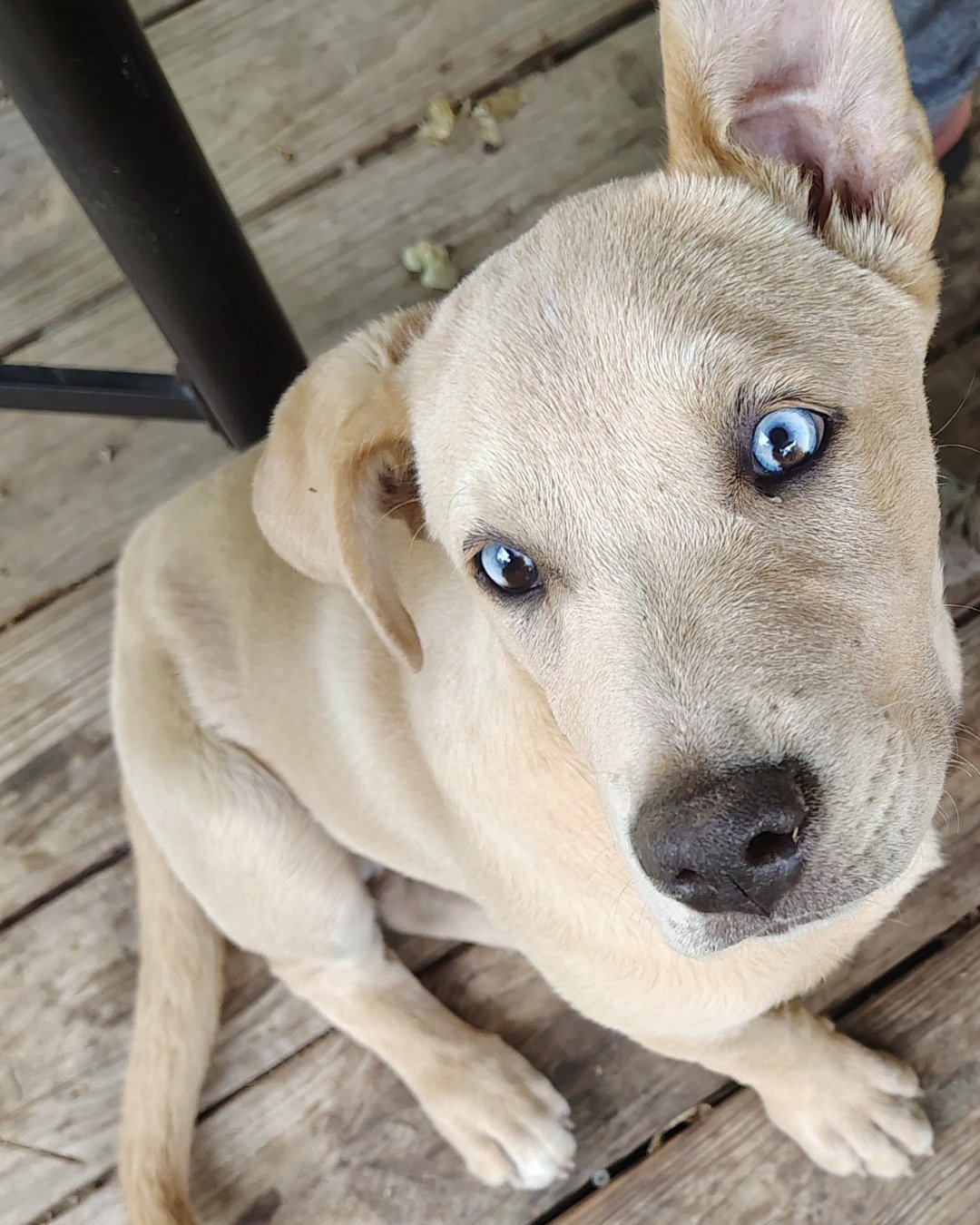 Zoose the Labrador retriever. Dog, Puppy, Labrador Retriever