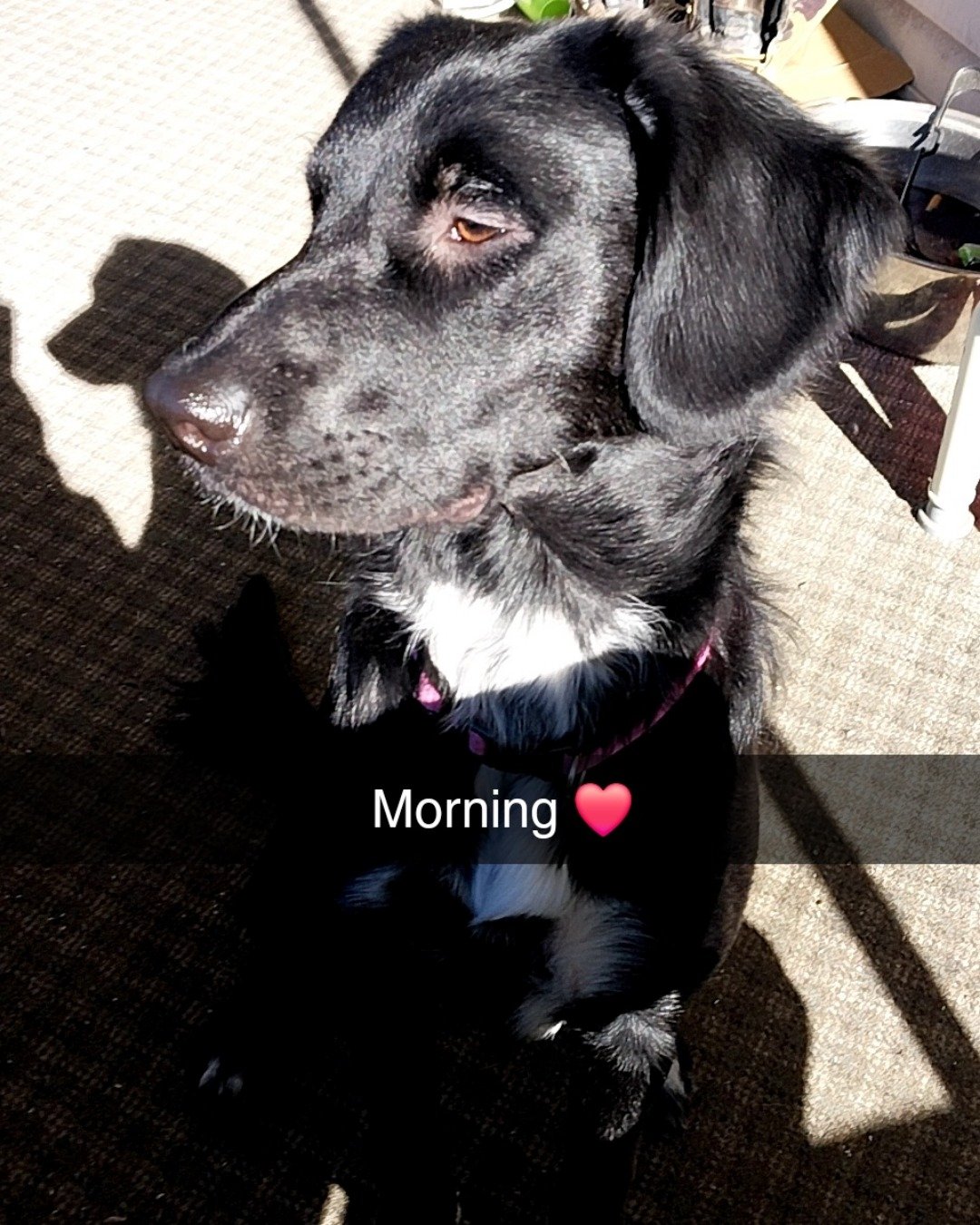 cupid the mixed. Dog, Puppy, Labrador Retriever