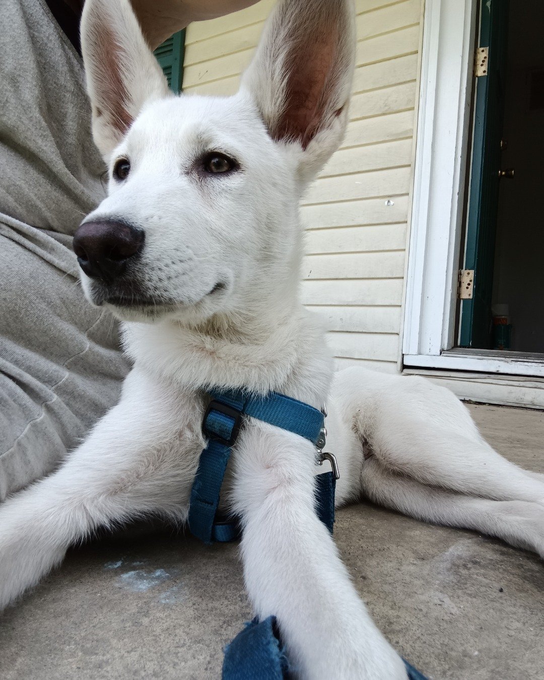 Elthon John the German Shepard and Siberian Husky mix. Dog, Husky, White Dog, Puppy