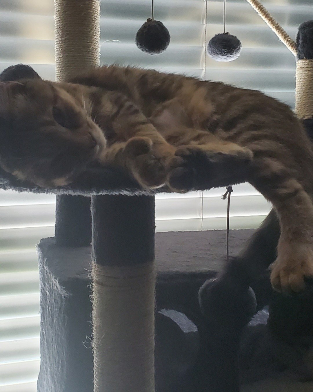 Ainé. Home Decor, Lighting, Cat, Person, Sleeping, Lamp
