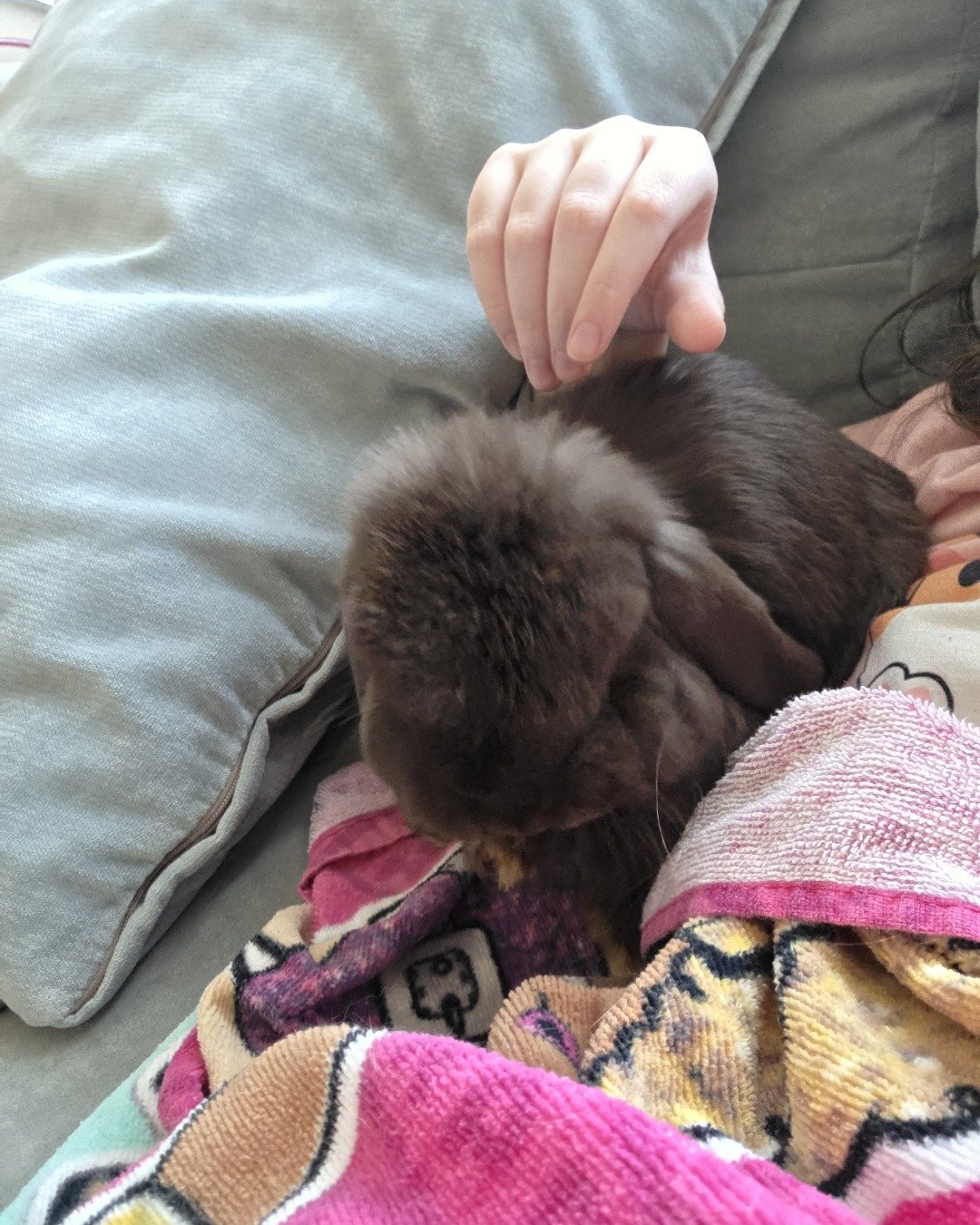 CinnaBun. Rabbit, Home Decor, Dog, Puppy, Body Part, Finger