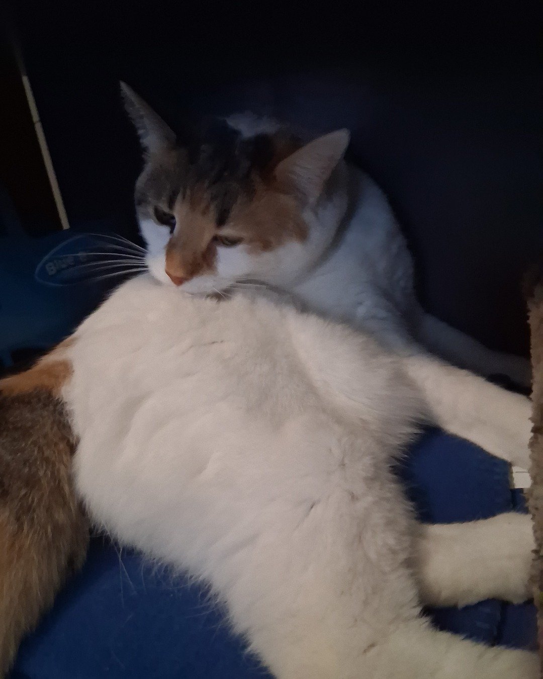 Callie the Calico maincoon. Cat, Kitten