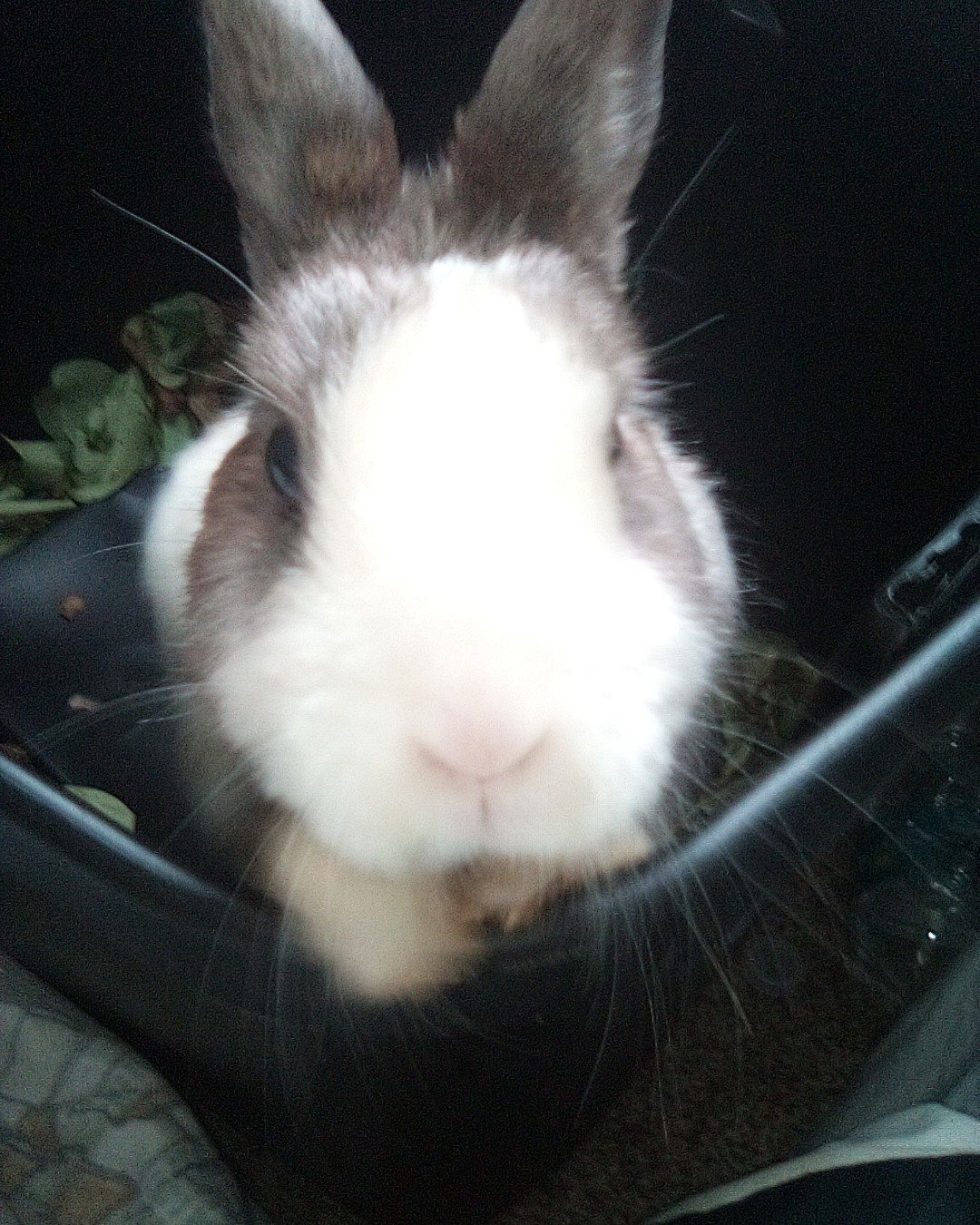 stormy the Dutch dwarf rabbit. Hare, Rodent, Cat, Rabbit
