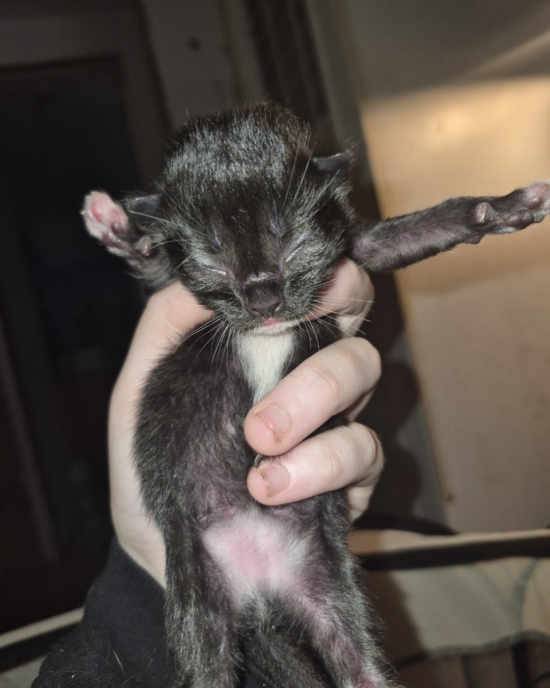 Ashe [and her babies] the Domestic Shorthair. Cat, Kitten