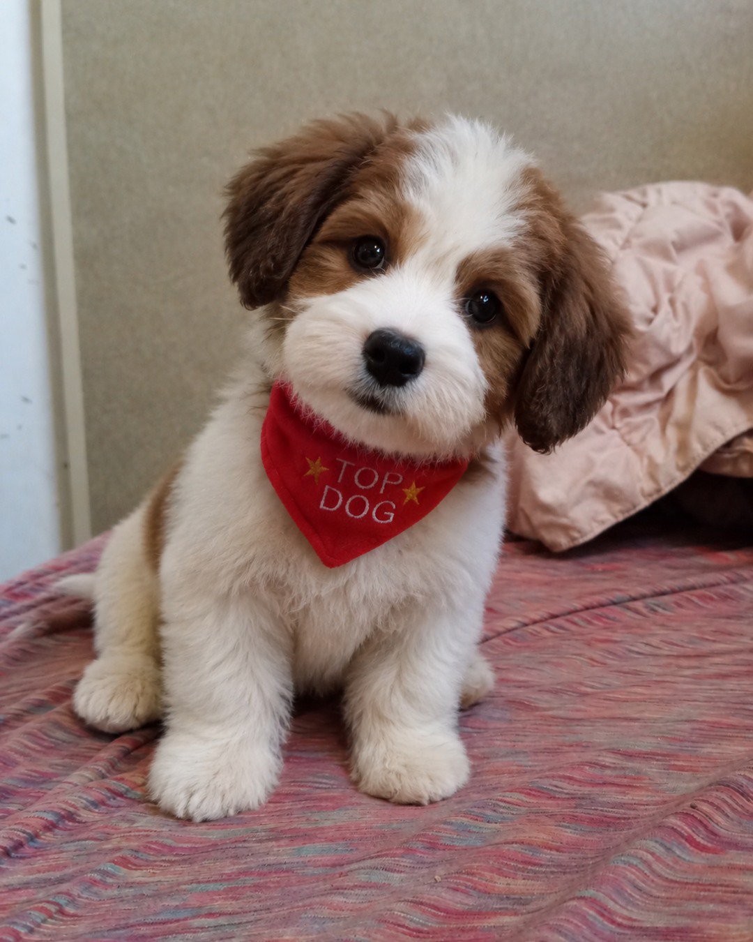 S'mores. Dog, Puppy, Accessories