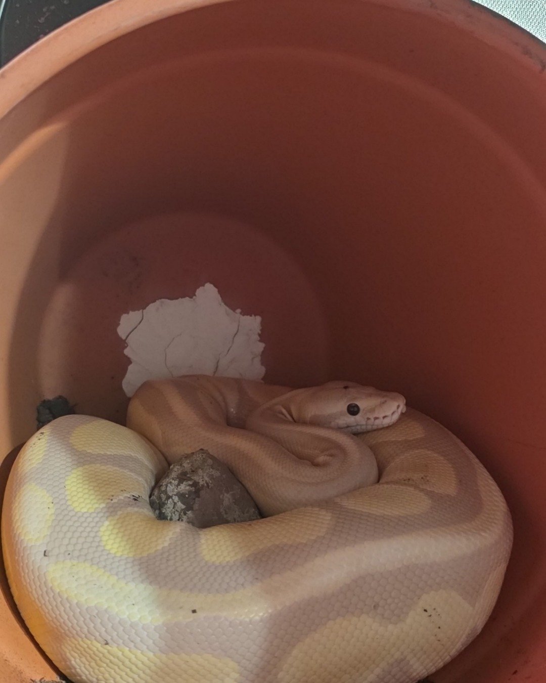 Gouda the Ball Python. Reptile, Snake