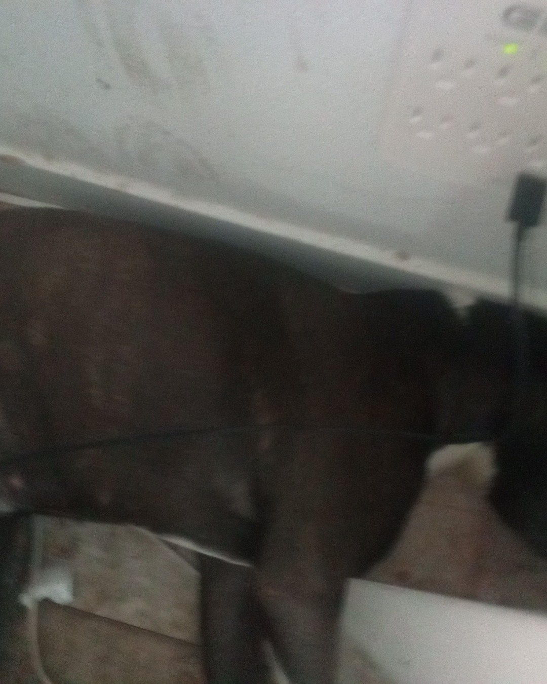 apple the pitbull mix. Dog, Bulldog, Boston Bull, Puppy