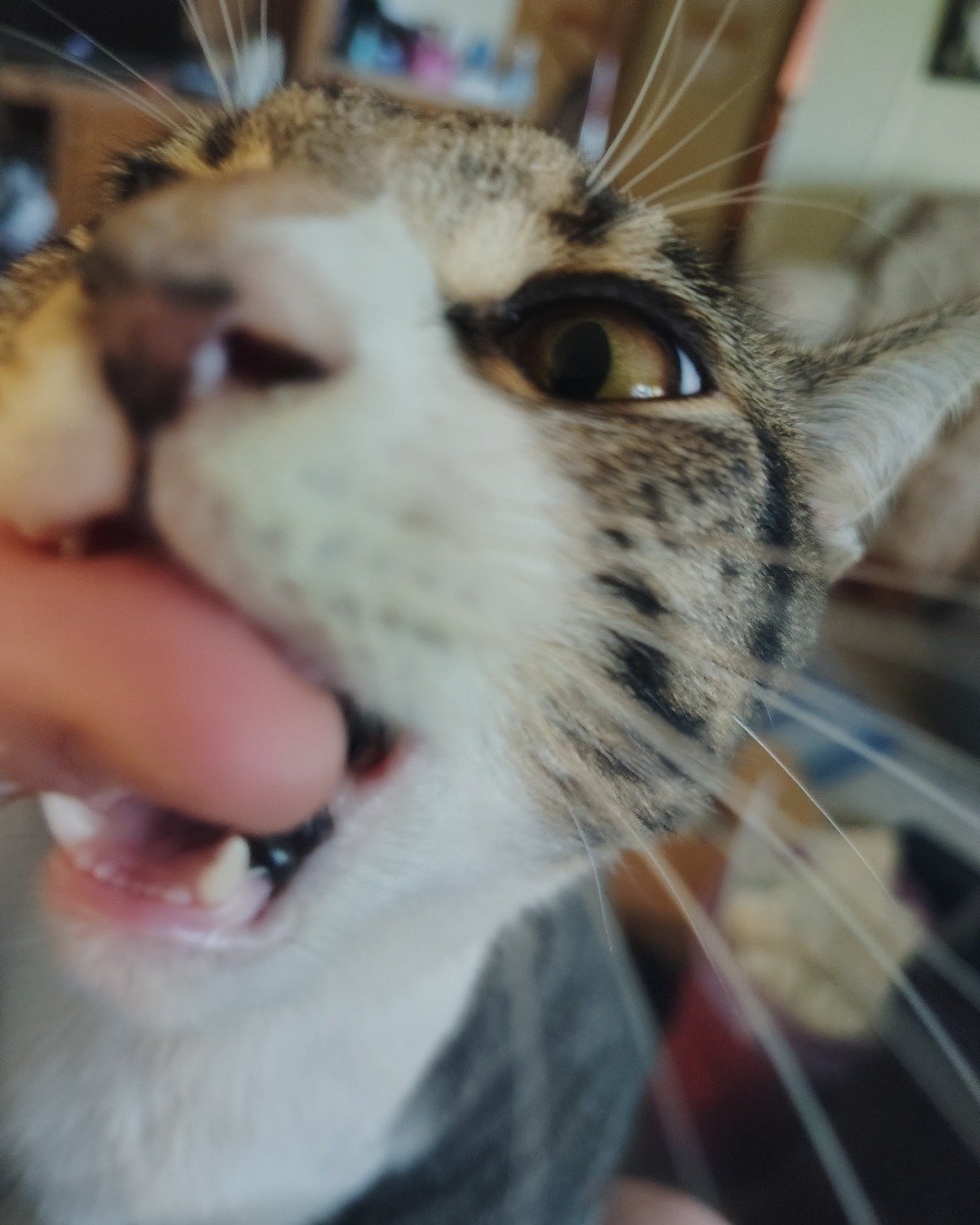 Athena. Person, Body Part, Mouth, Teeth, Cat, Kitten