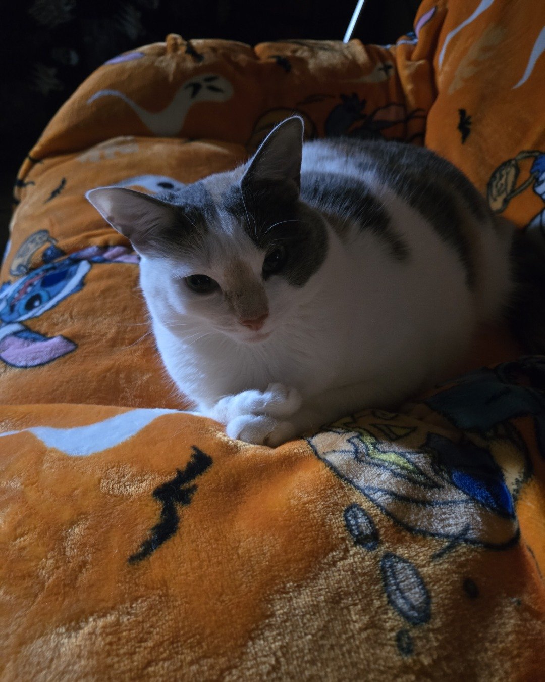 milkshake. Blanket, Cat, Quilt, Home Decor