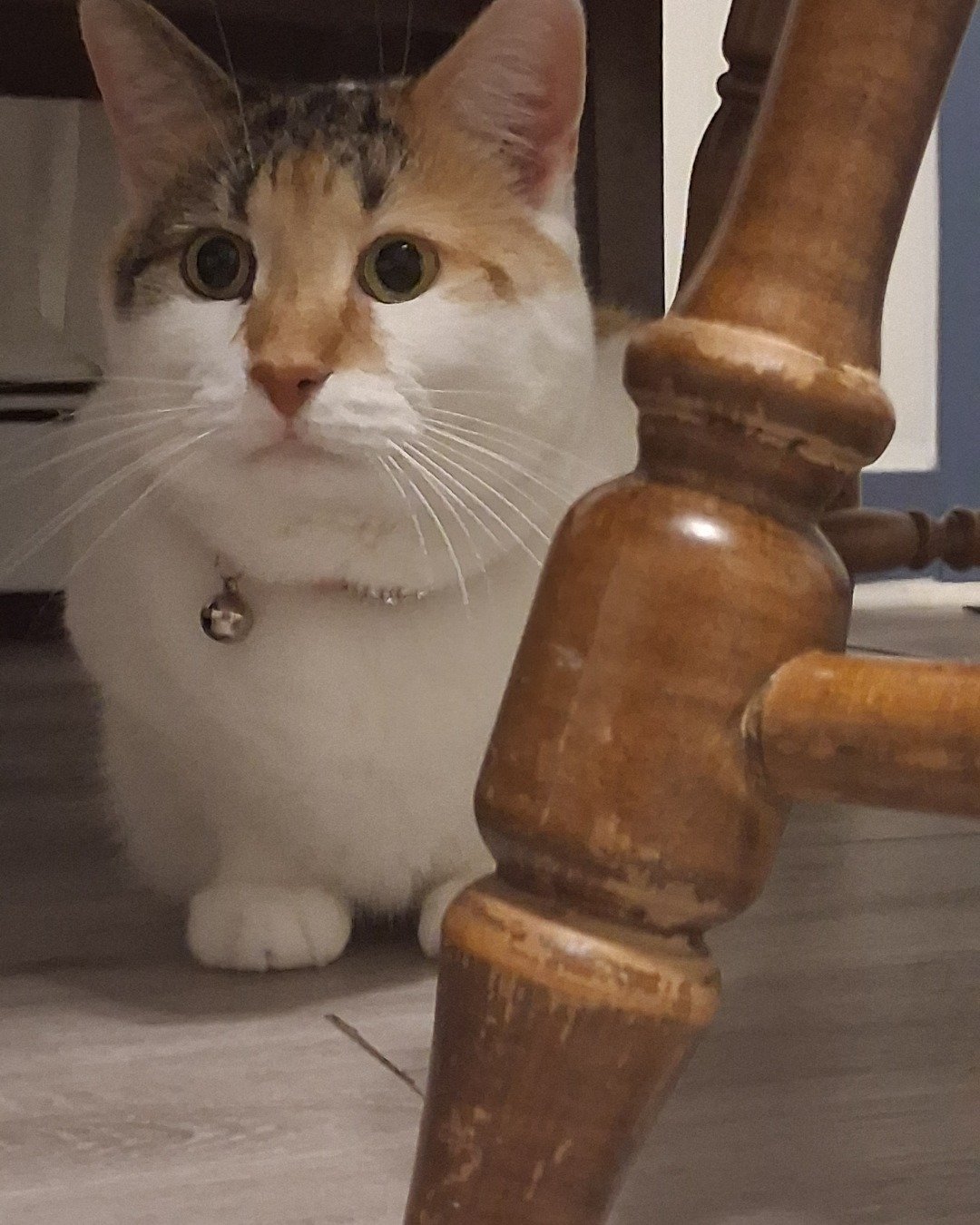 Callie the Calico maincoon. Cat, Kitten, Wood, Manx