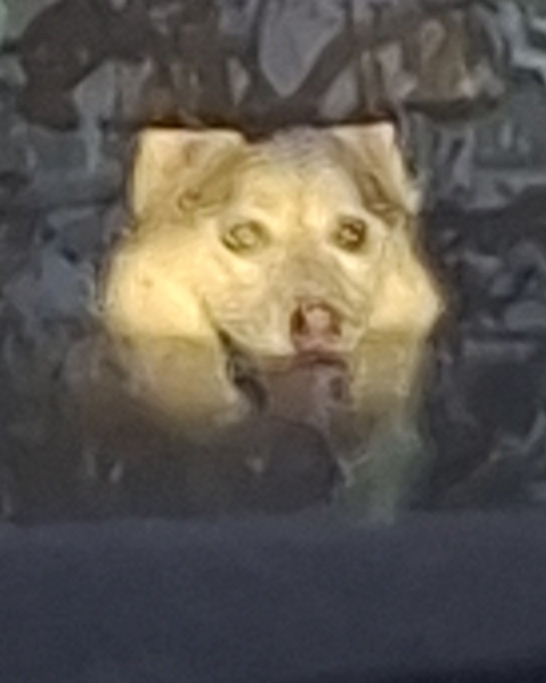 Athena the husky. Dog, Snout, Art, Painting, Person, Lion