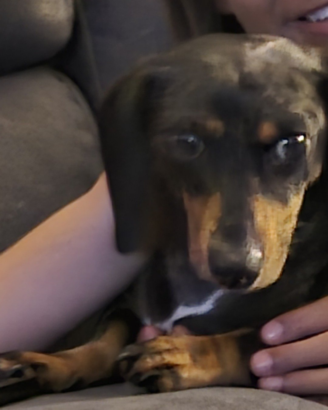 jr the daschun. Dog, Puppy, Hound, Couch, Furniture