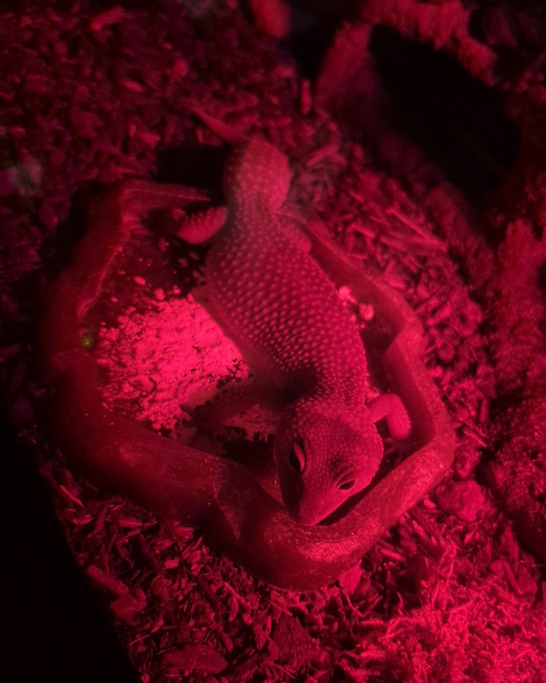 crystal the blizzard lepord gecko. Lizard, Reptile, Gecko