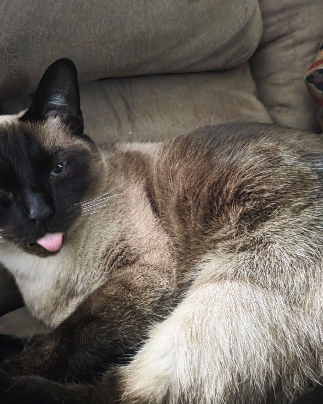 Luna🌙💫 (twin of Stella) the Siamese. Cat, Siamese