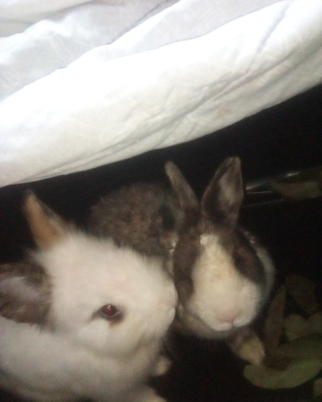 stormy and Lola bunny. Hare, Rodent, Dog, Rabbit, Rat