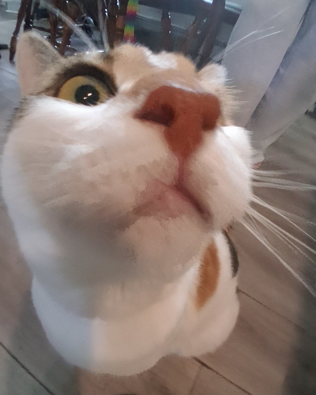 Callie the Calico maincoon. Person, Cat