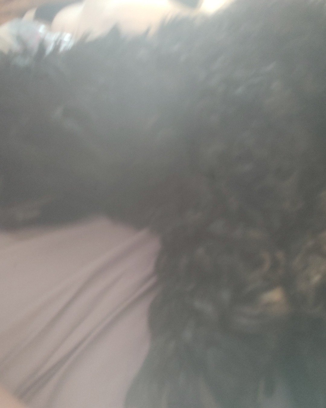 hank the cocker spaniel. Dog, Puppy, Person