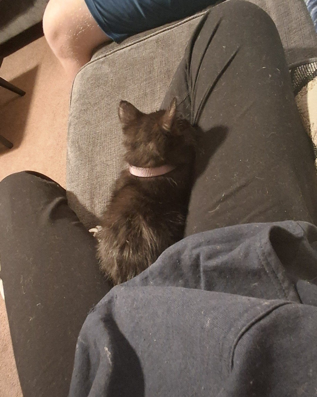 Aries the Black cat. Couch, Furniture, Clothing, Pants, Cushion, Home Decor