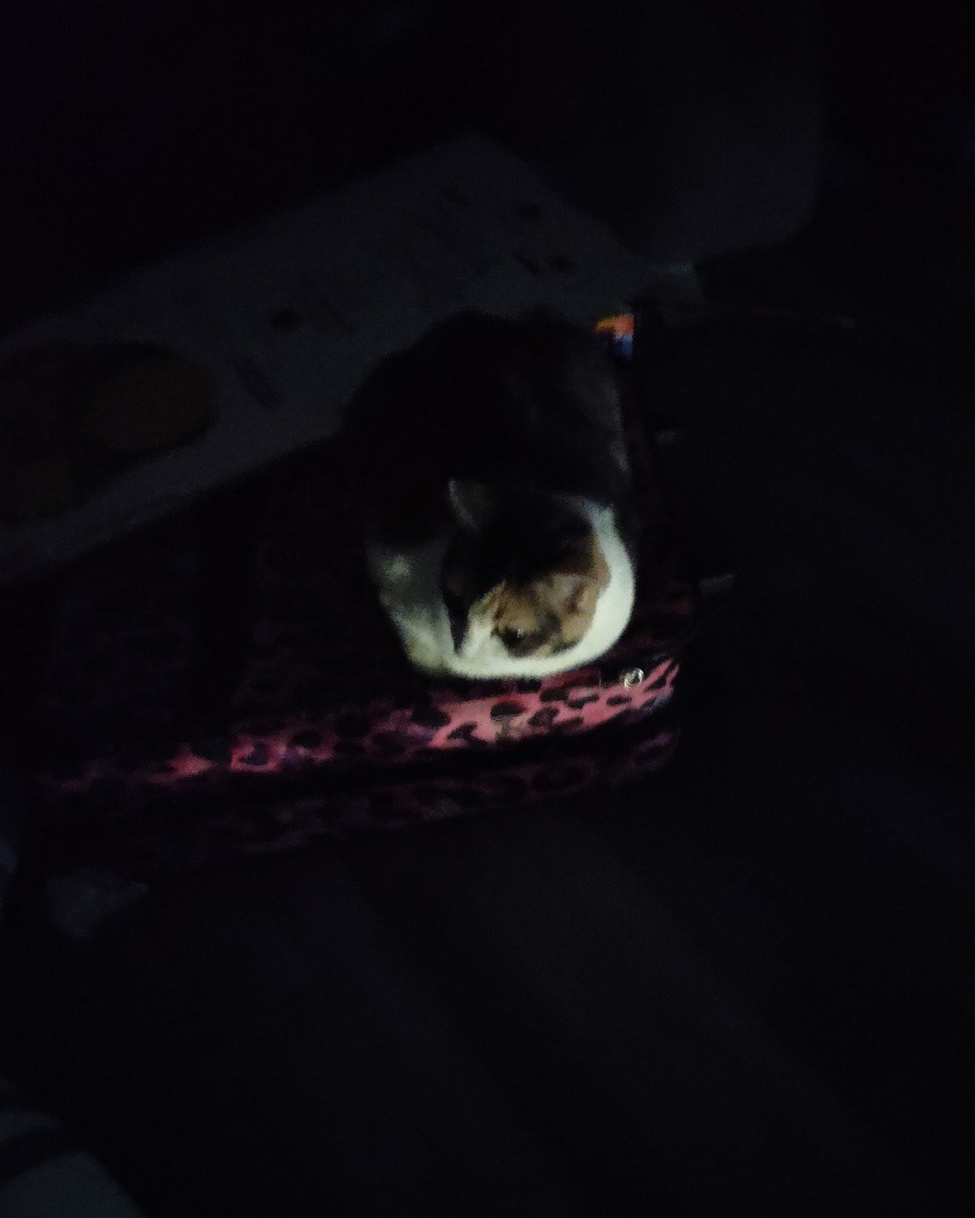 cauli the idk tbh. Person, Sleeping, Nature, Night, Outdoors, Cat