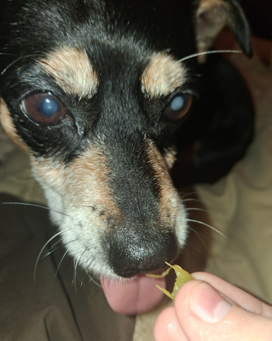Turbo the Miniature pinscher. Dog, Puppy, Hound, Ball, Sport, Tennis
