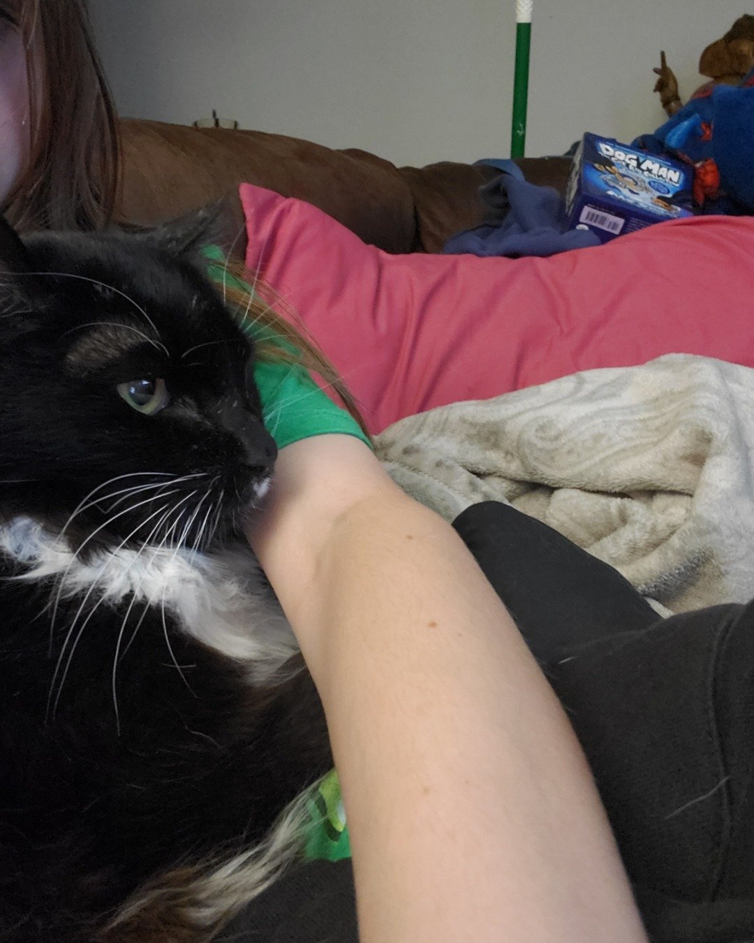 Thaddeus Maximus the Tuxedo cat. Couch, Furniture, Cushion, Home Decor, Person, Cat