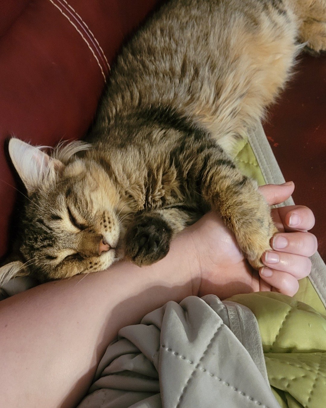 Derek the tabby. Couch, Furniture, Person, Sleeping, Cat, Kitten