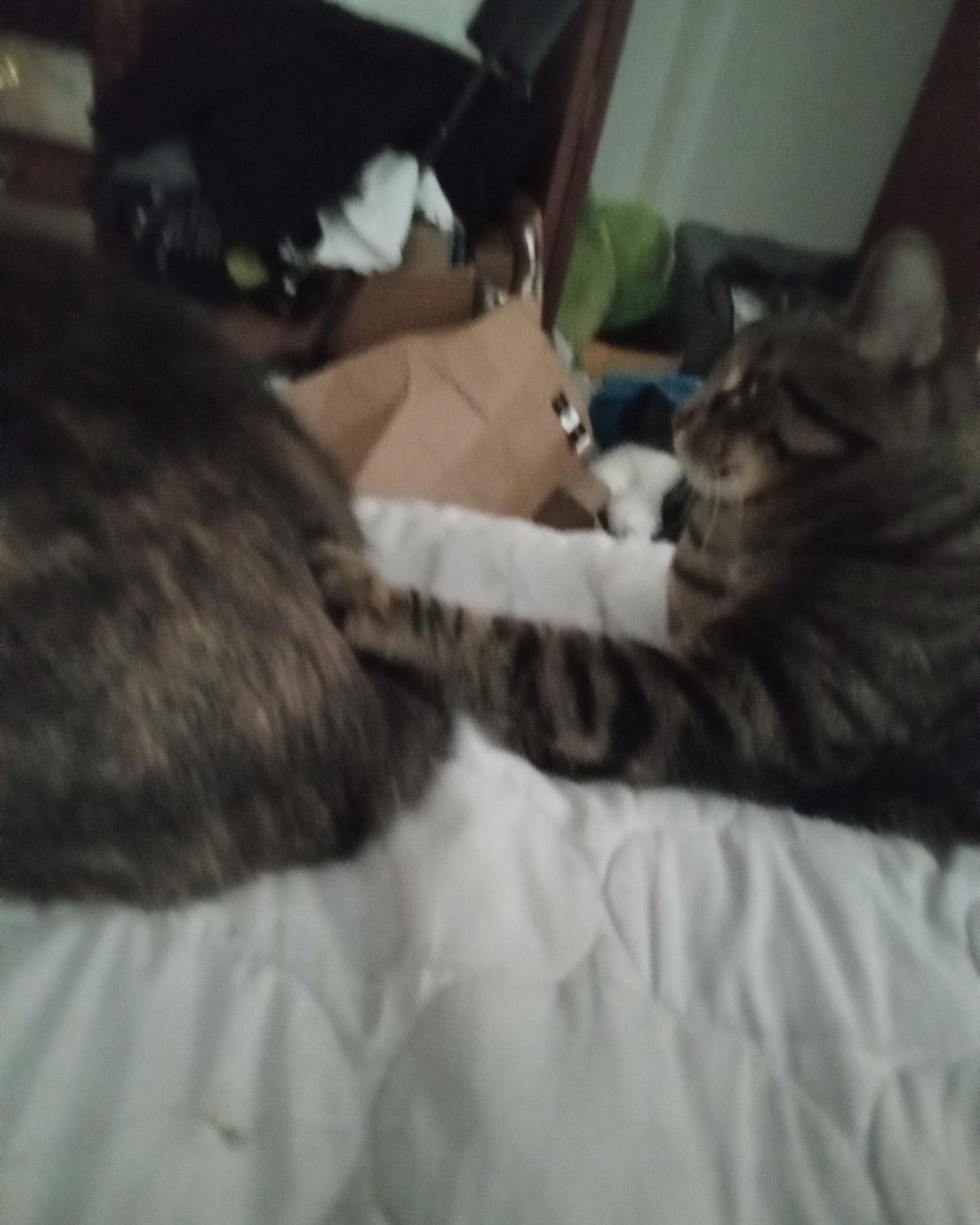 Pete and bobo. Furniture, Couch, Person, Sleeping, Bed, Indoors