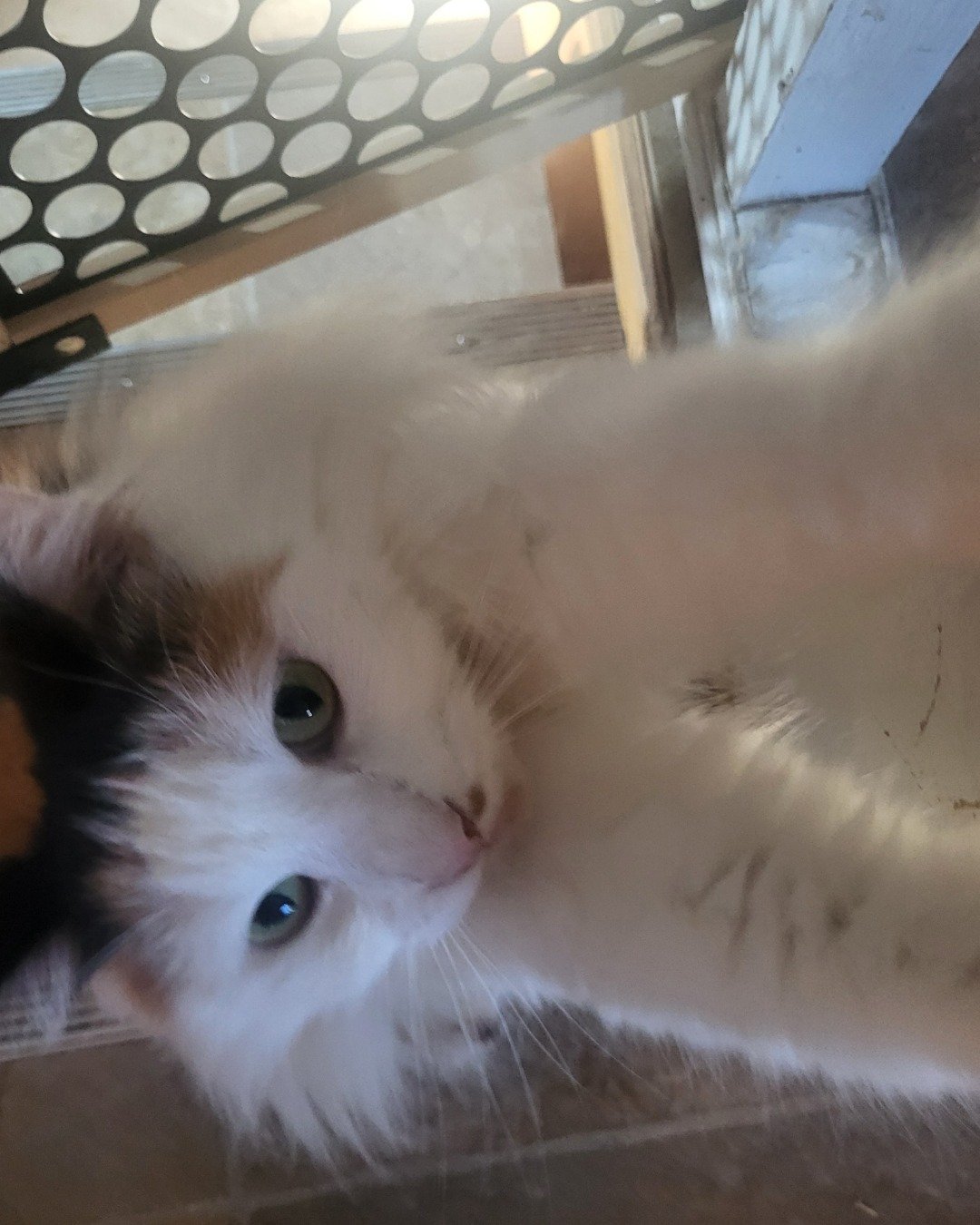 daisy. Cat, Kitten, Angora