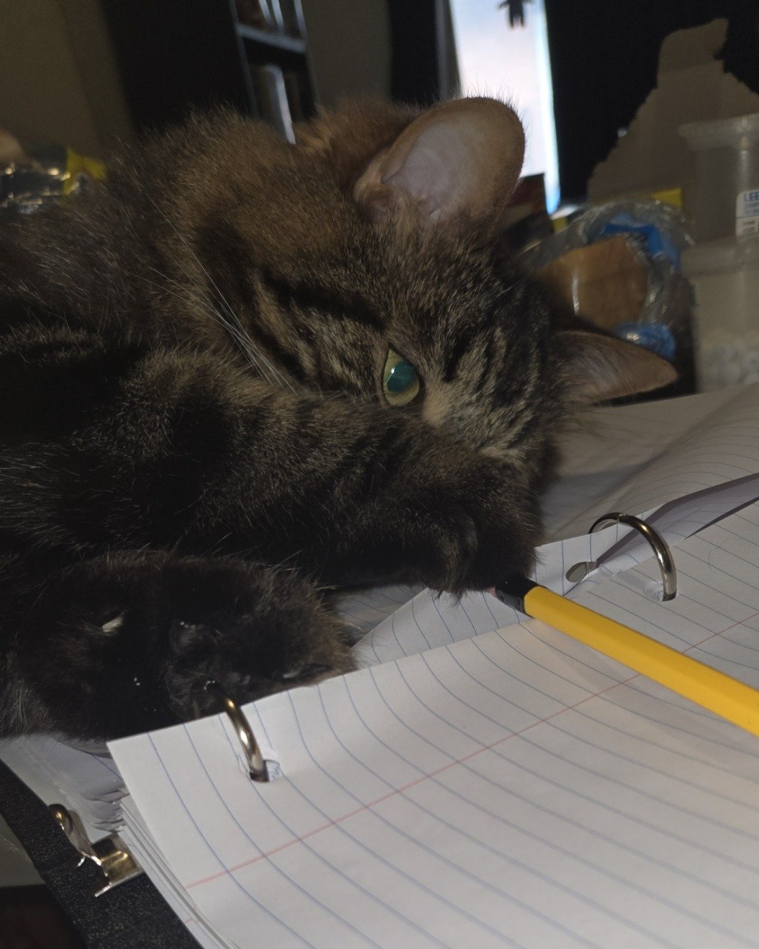 Albert the LDH. Cat, Furniture, Table