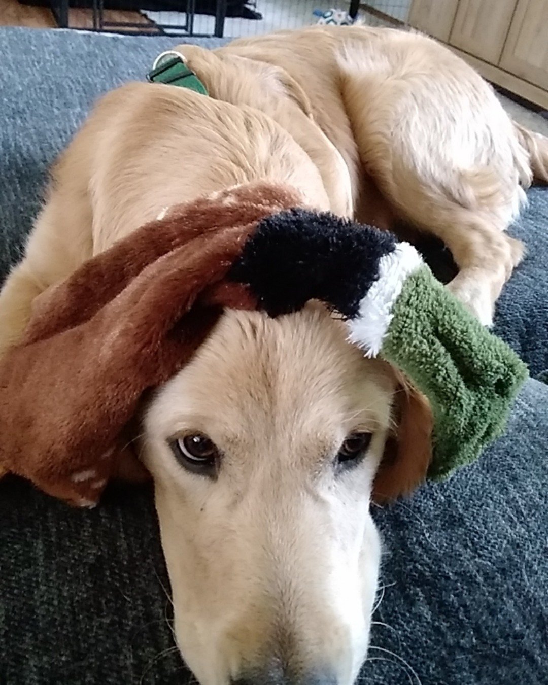 thatdogbeso the golden retriever. Dog, Puppy, Golden Retriever, Couch, Furniture, Hound