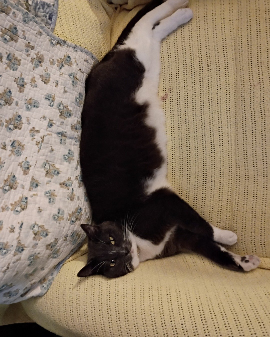 Petunia the Grey Tuxedo. Couch, Furniture, Cushion, Home Decor, Cat, Kitten