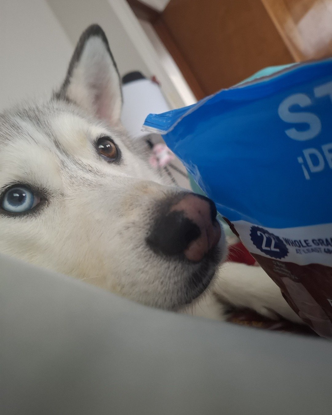 Athena the husky. Dog, Husky, Puppy, Eskimo Dog