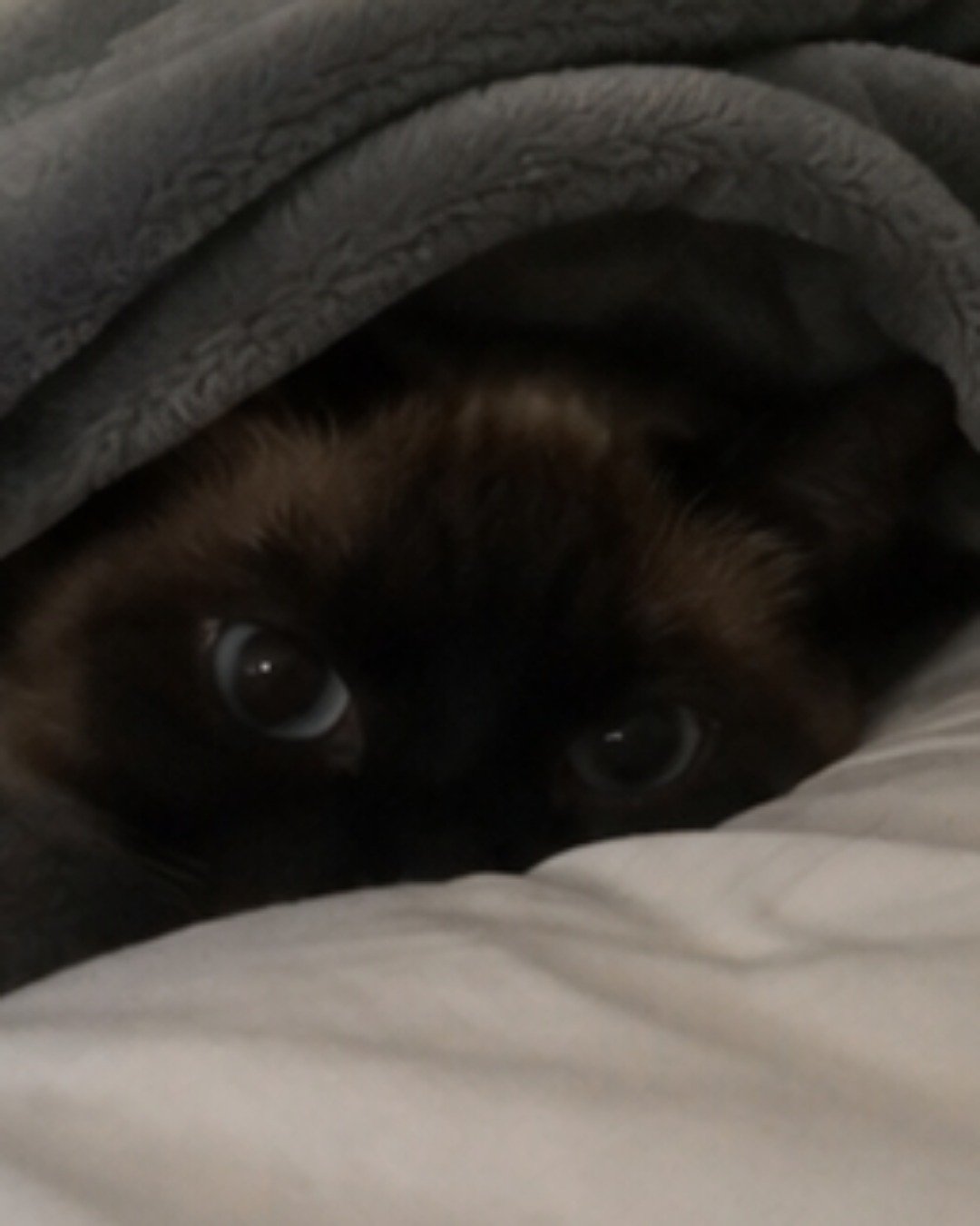 Luna🌙💫 (twin of Stella) the Siamese. Blanket, Cat